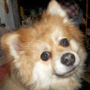 Meet your Posher, Sandy